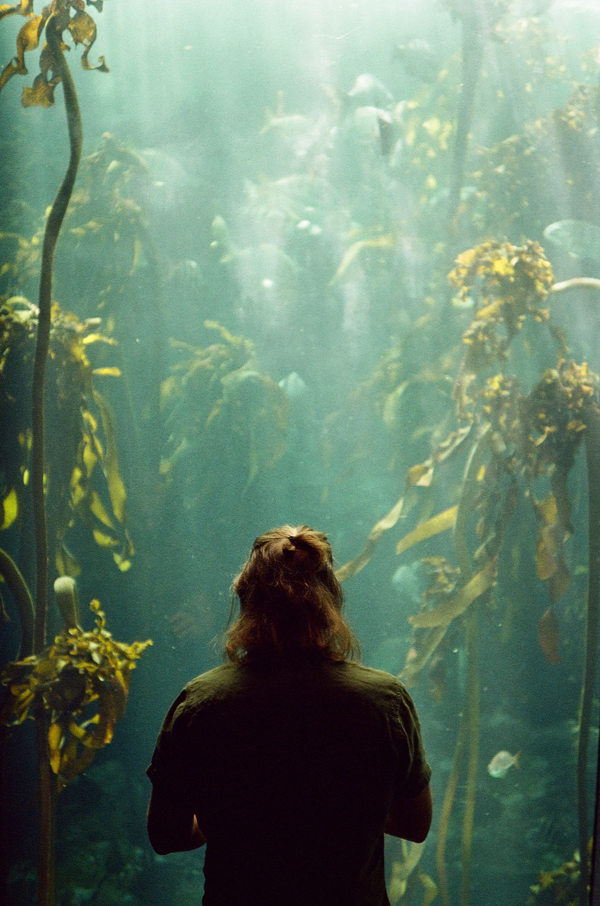 Kelpforest2 (3)